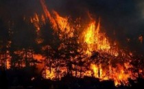 Orman Yangınları Bizi Nelerle Yüzleştirdi?